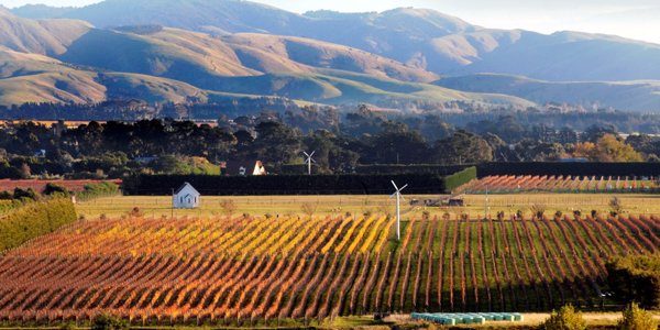 Group enjoying vineyard in Martinborough